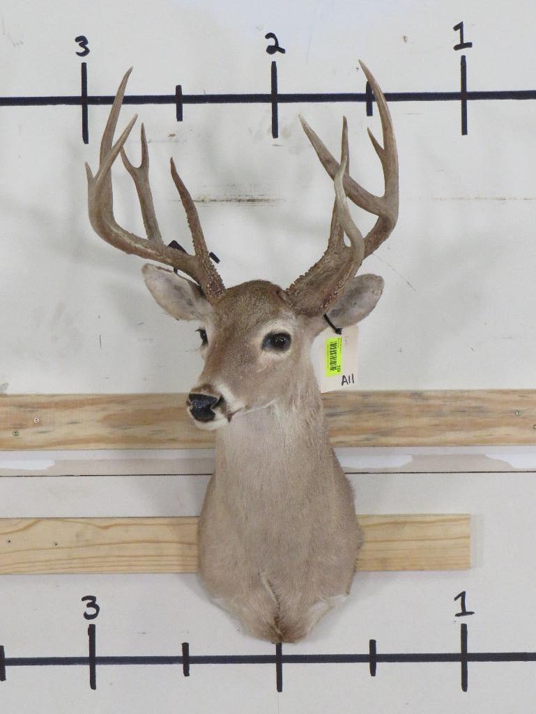 11pt Whitetail Sh Mt TAXIDERMY