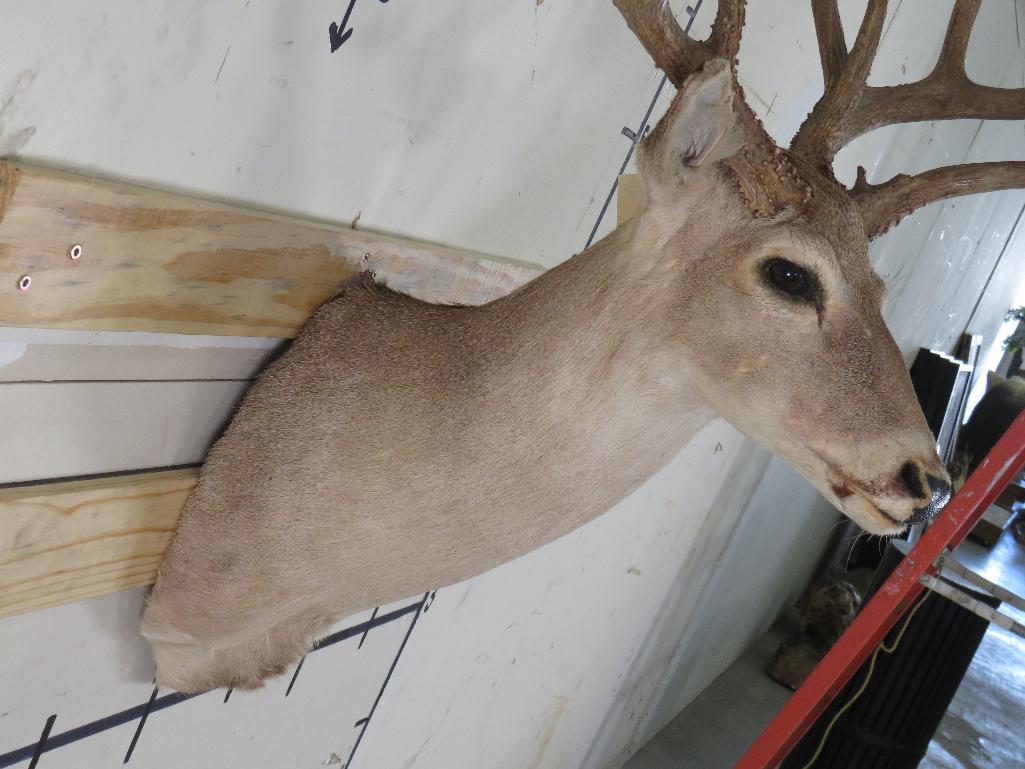 11pt Whitetail Sh Mt TAXIDERMY