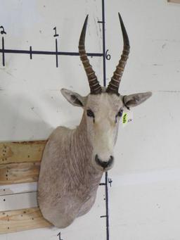 White Blesbok Sh Mt TAXIDERMY