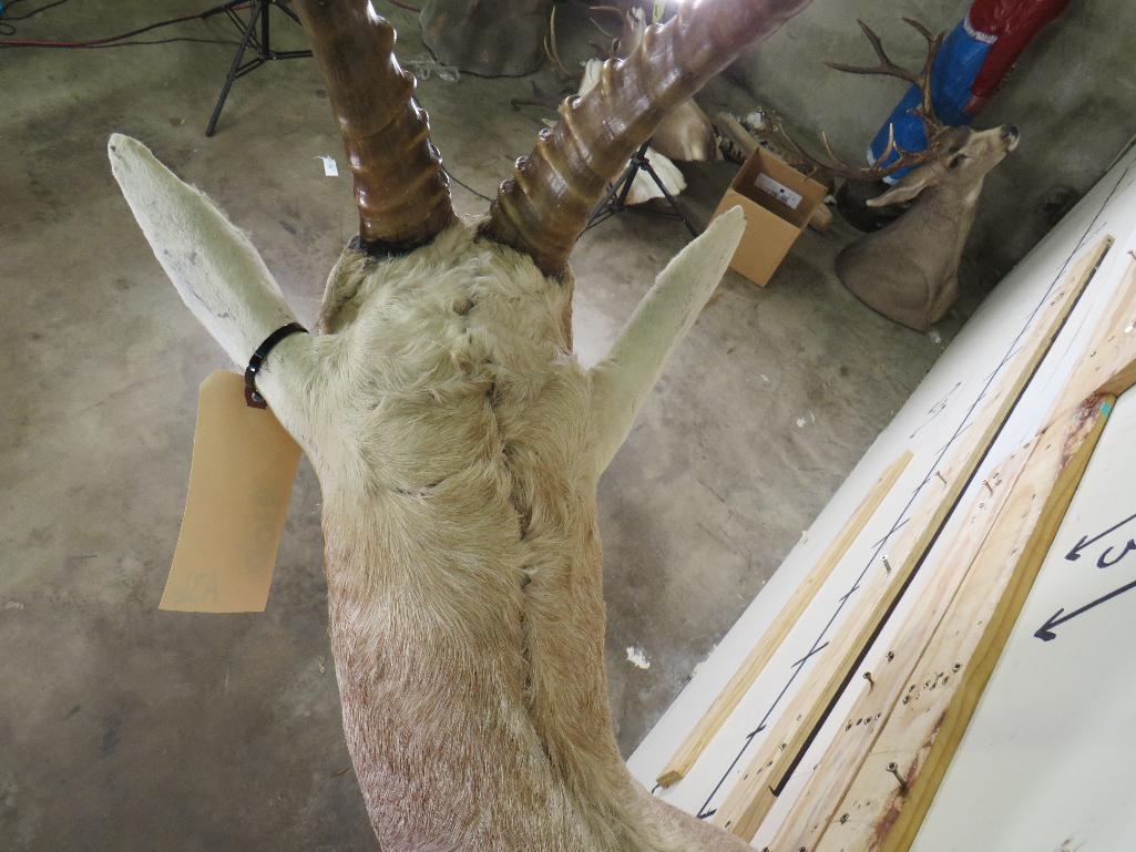 White Blesbok Sh Mt TAXIDERMY