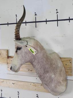 White Blesbok Sh Mt TAXIDERMY