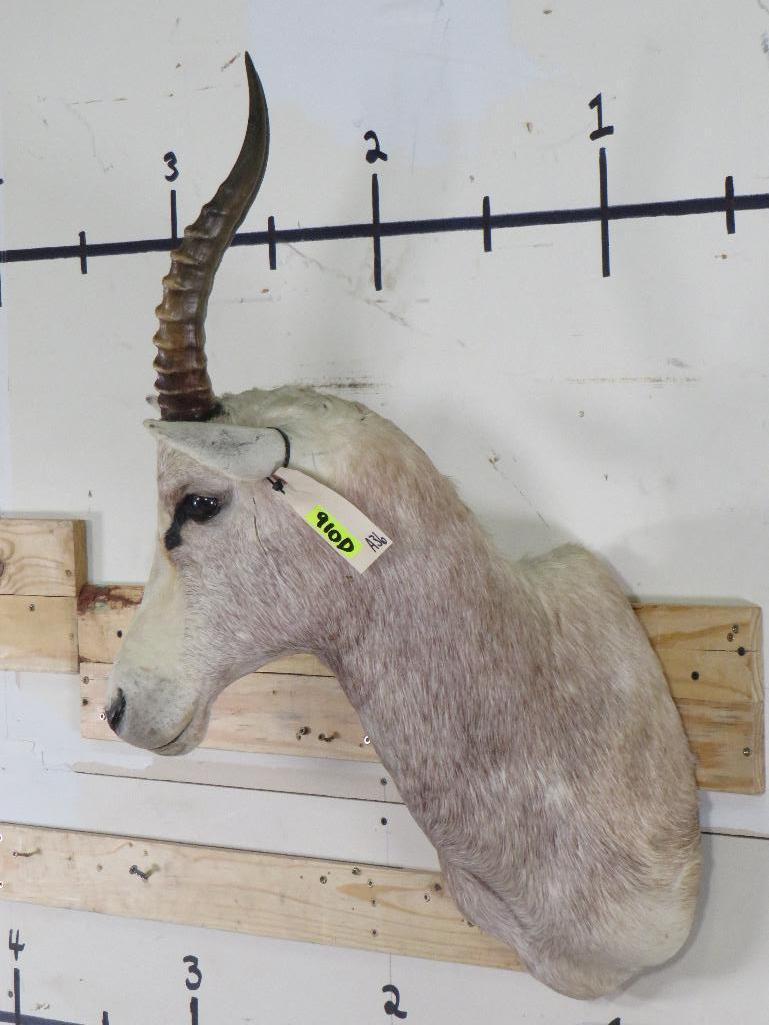 White Blesbok Sh Mt TAXIDERMY