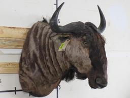 Wildebeest Sh Mt TAXIDERMY