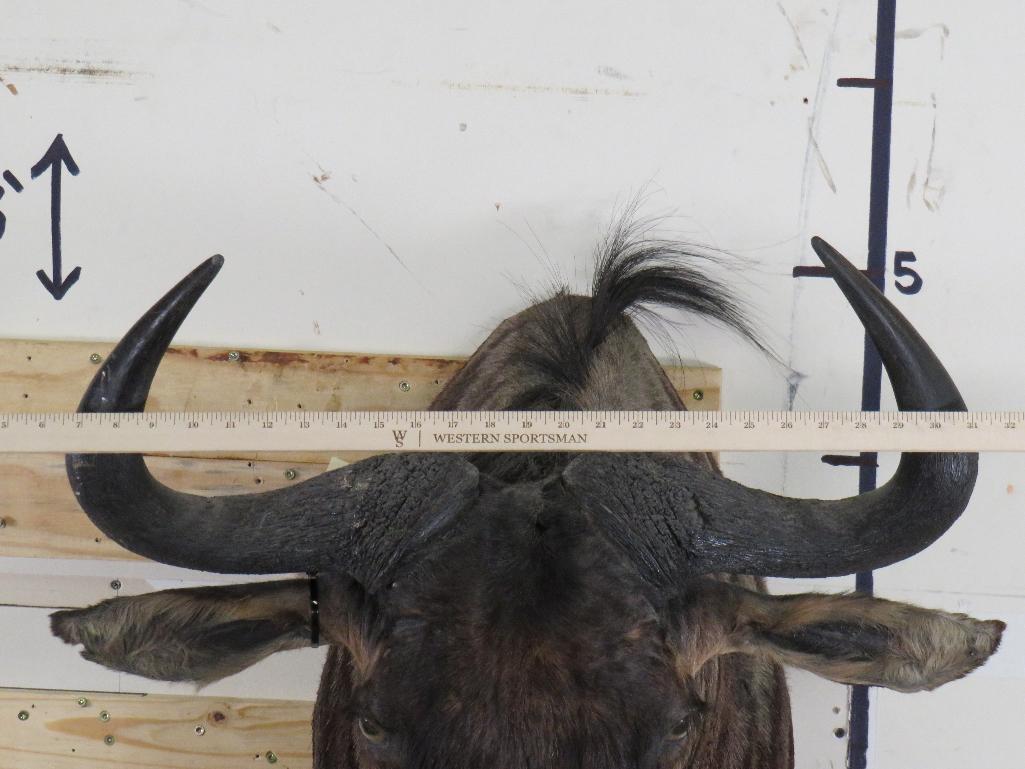 Wildebeest Sh Mt TAXIDERMY