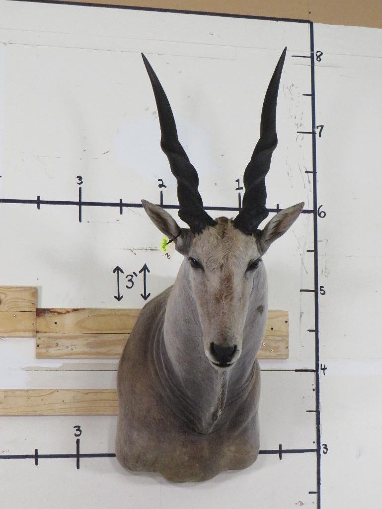 Vintage Eland Sh Mt TAXIDERMY