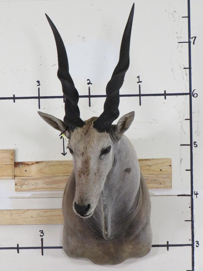 Vintage Eland Sh Mt TAXIDERMY