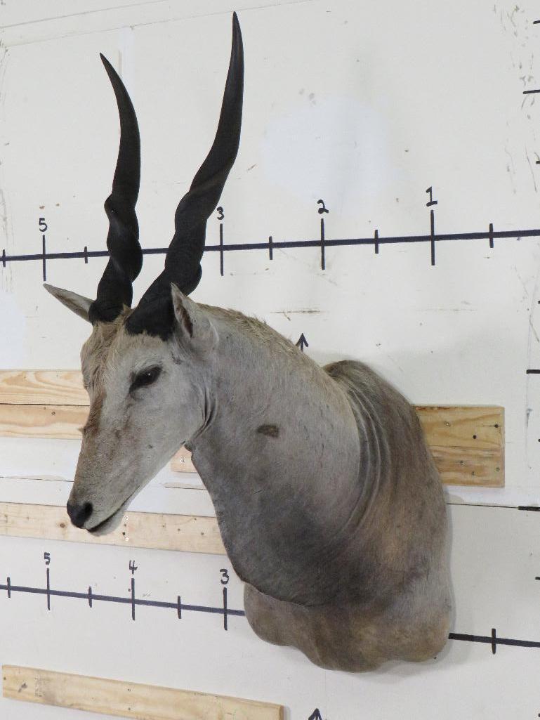 Vintage Eland Sh Mt TAXIDERMY