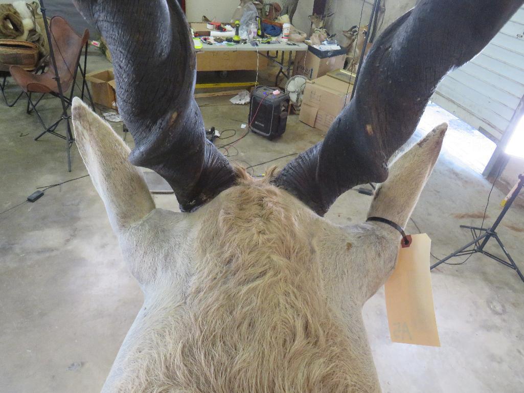 Vintage Eland Sh Mt TAXIDERMY