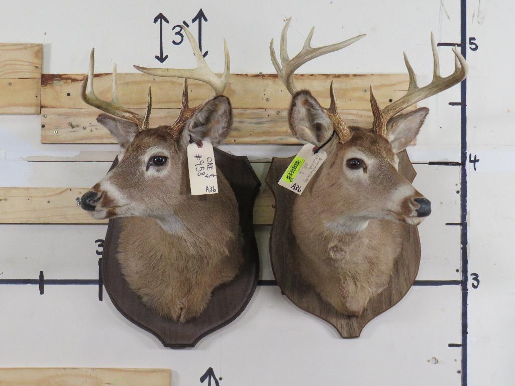 2 Whitetail Sh Mts on Plaques (ONE$) TAXIDERMY