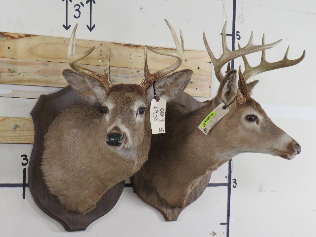 2 Whitetail Sh Mts on Plaques (ONE$) TAXIDERMY