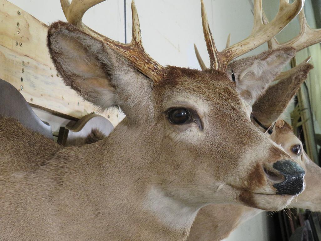 2 Whitetail Sh Mts on Plaques (ONE$) TAXIDERMY