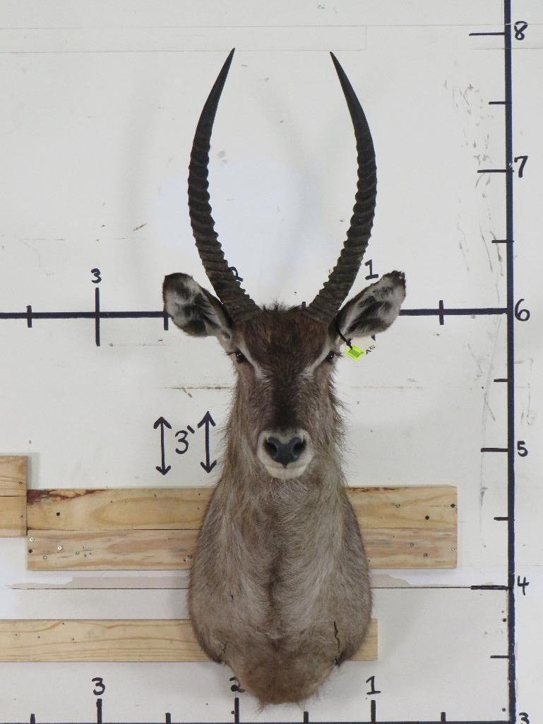 Waterbuck Sh Mt TAXIDERMY