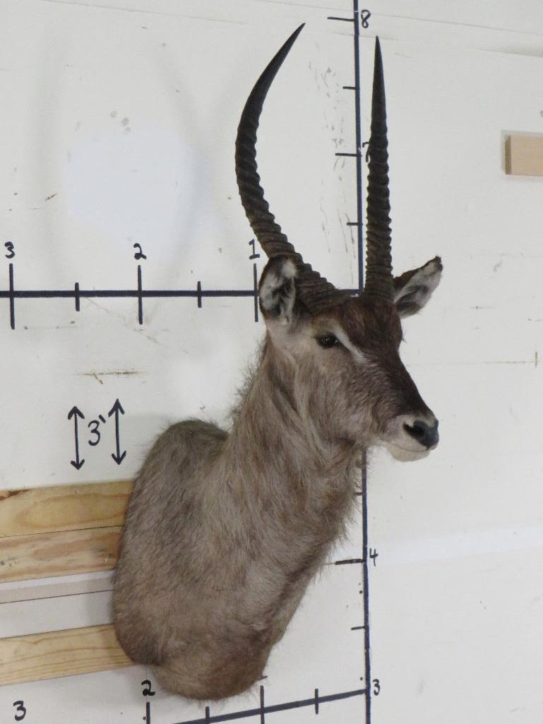 Waterbuck Sh Mt TAXIDERMY