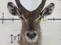 Waterbuck Sh Mt TAXIDERMY