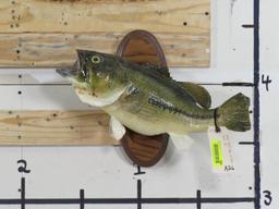 Vintage Real Skin Bass on Plaque TAXIDERMY