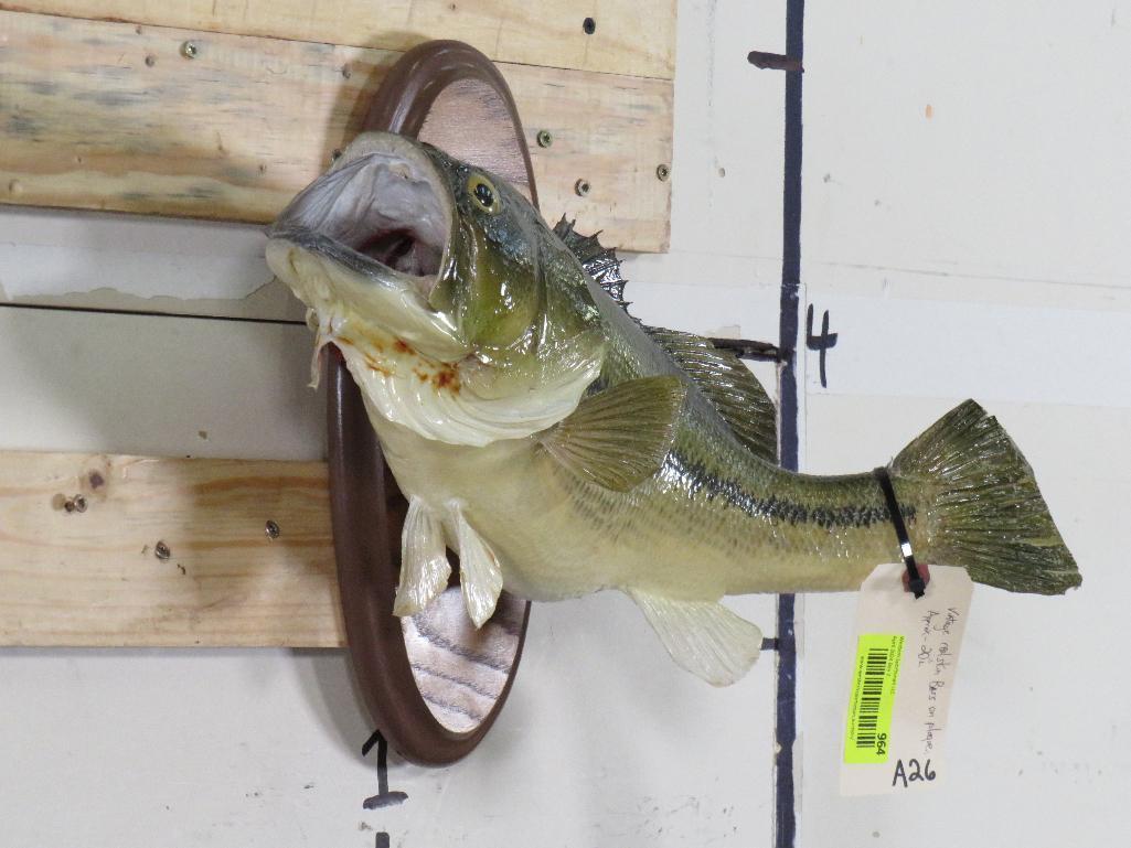 Vintage Real Skin Bass on Plaque TAXIDERMY