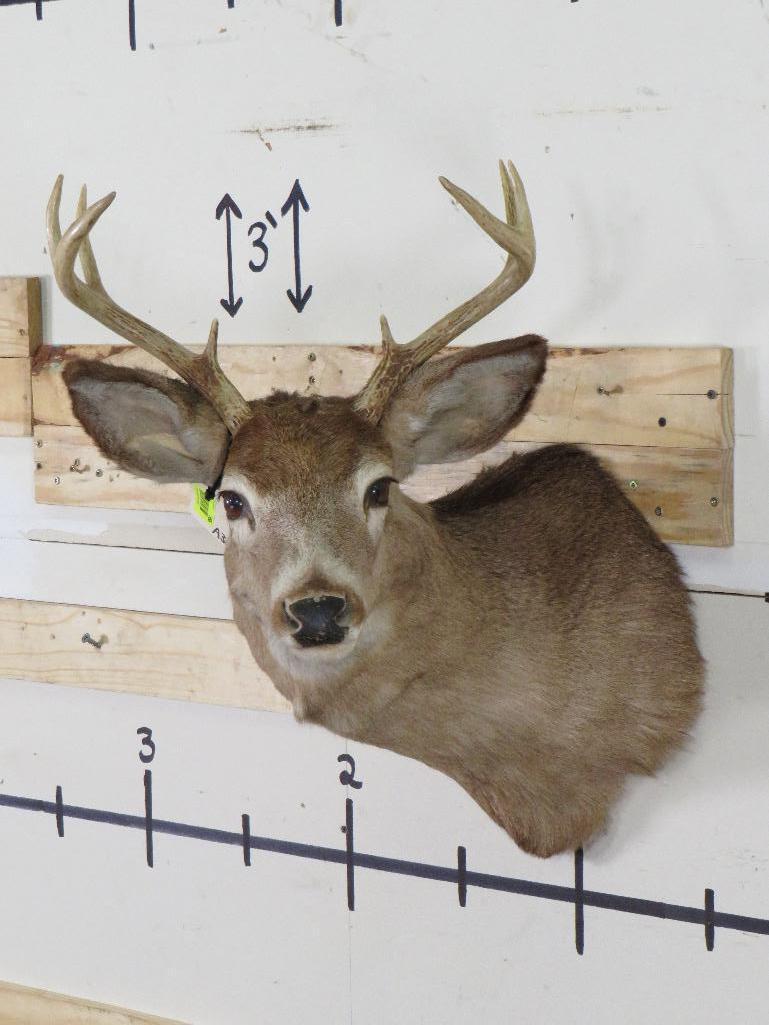 Whitetail Sh Mt TAXIDERMY