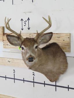 Whitetail Sh Mt TAXIDERMY