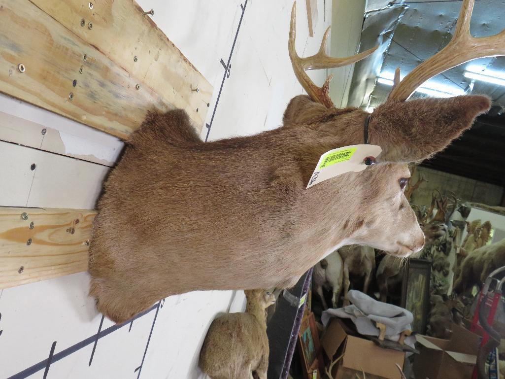 Whitetail Sh Mt TAXIDERMY