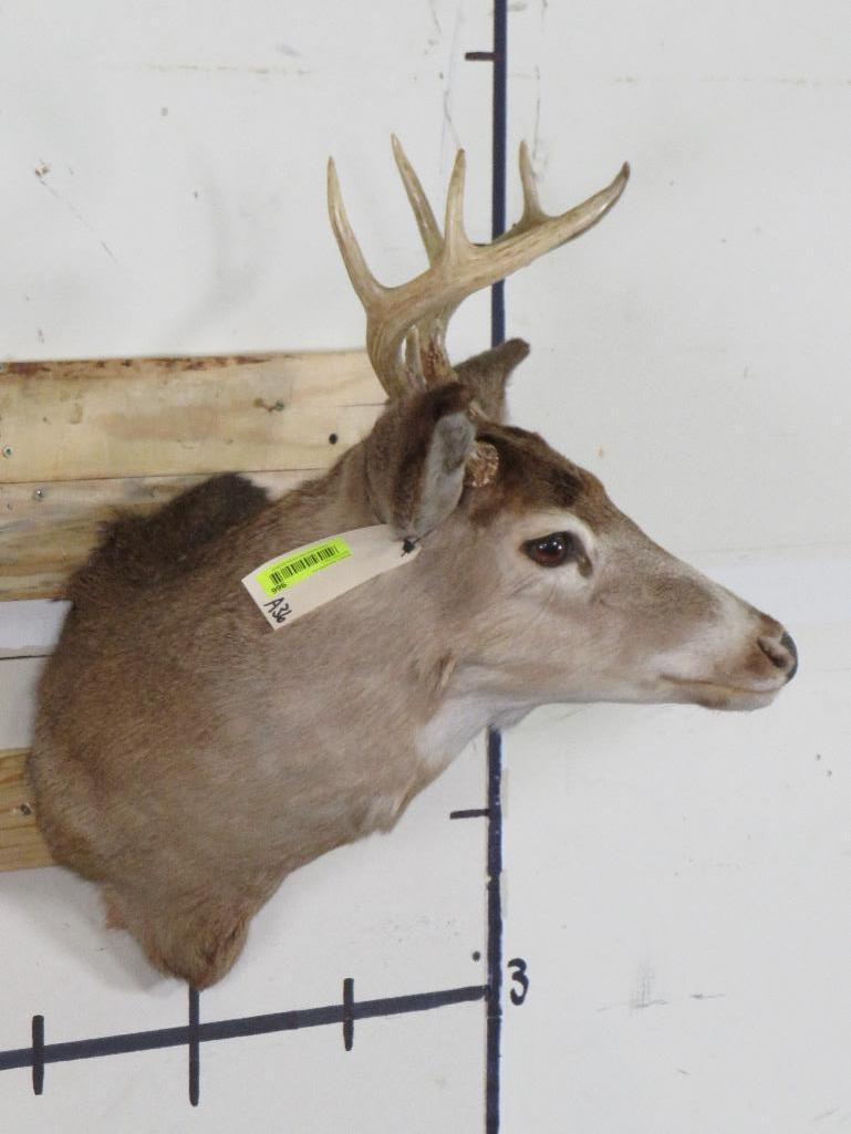 Whitetail Sh Mt TAXIDERMY