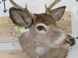 Whitetail Sh Mt TAXIDERMY