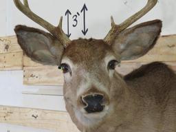 Whitetail Sh Mt TAXIDERMY