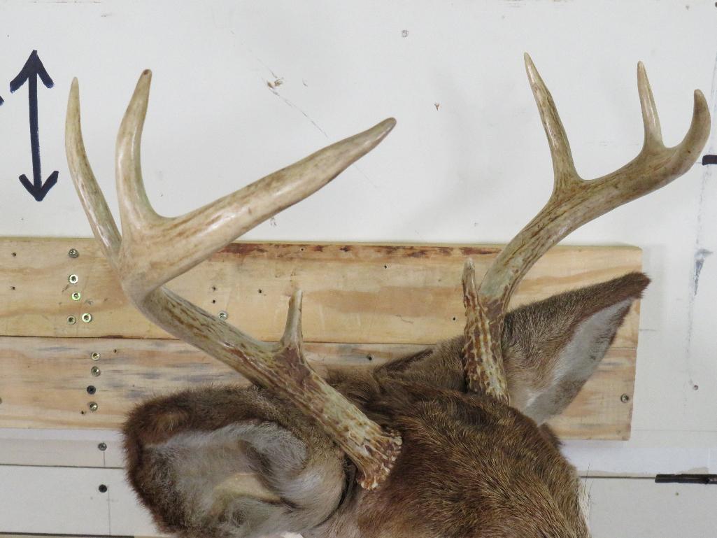 Whitetail Sh Mt TAXIDERMY