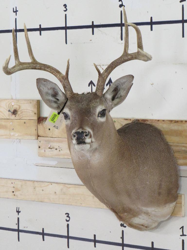 10pt Whitetail Sh Mt TAXIDERMY