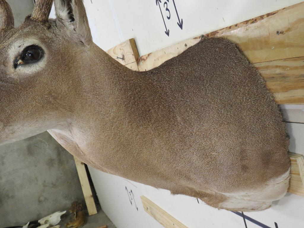 10pt Whitetail Sh Mt TAXIDERMY