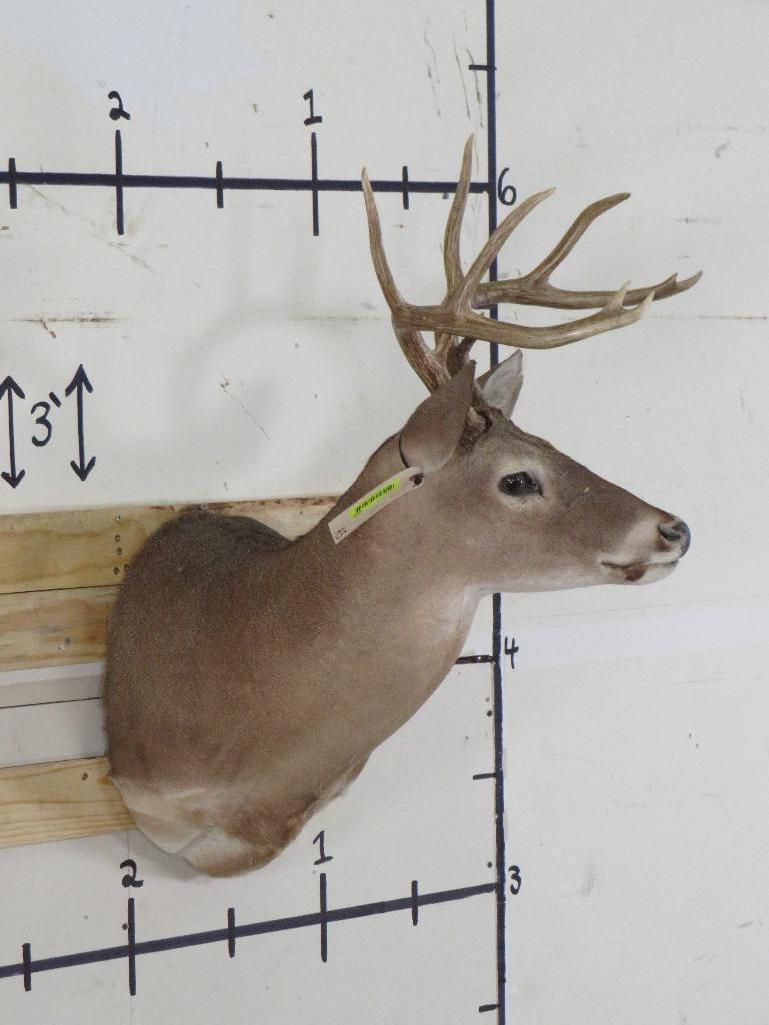 10pt Whitetail Sh Mt TAXIDERMY