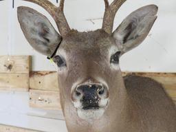 10pt Whitetail Sh Mt TAXIDERMY