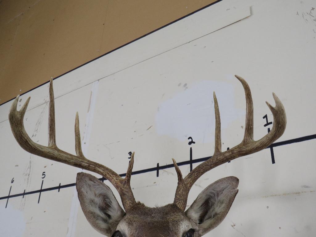 10pt Whitetail Sh Mt TAXIDERMY