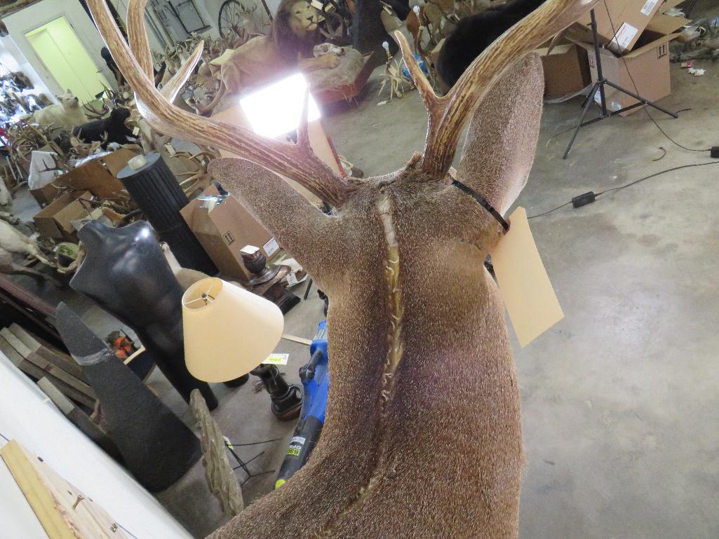 10pt Whitetail Sh Mt TAXIDERMY