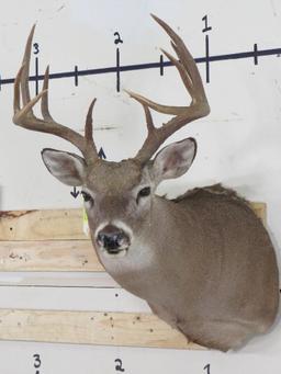 10pt Whitetail Sh Mt TAXIDERMY