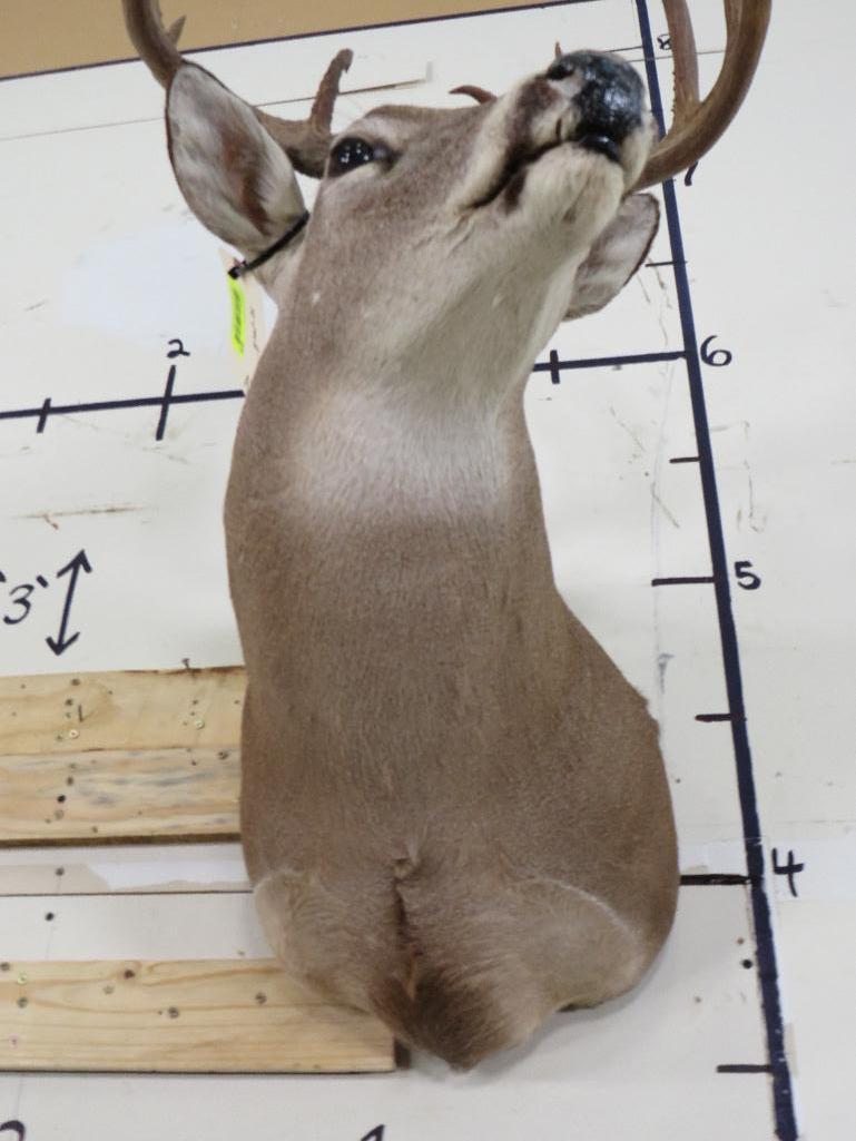 10pt Whitetail Sh Mt TAXIDERMY