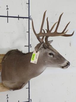 10pt Whitetail Sh Mt TAXIDERMY