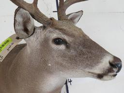 10pt Whitetail Sh Mt TAXIDERMY