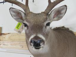 10pt Whitetail Sh Mt TAXIDERMY