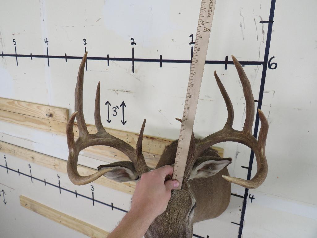 10pt Whitetail Sh Mt TAXIDERMY