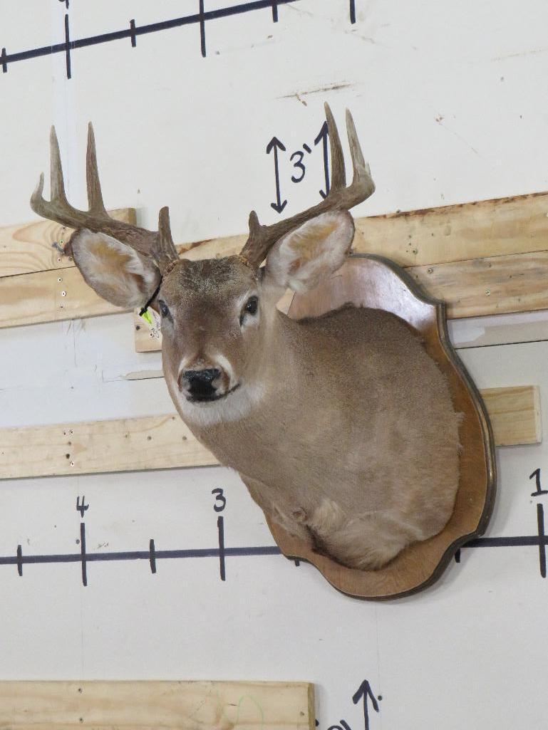 9Pt Whitetail Sh Mt on Plaque TAXIDERMY