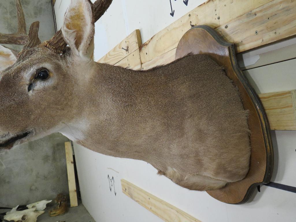 9Pt Whitetail Sh Mt on Plaque TAXIDERMY