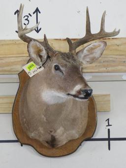 9Pt Whitetail Sh Mt on Plaque TAXIDERMY