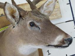 9Pt Whitetail Sh Mt on Plaque TAXIDERMY