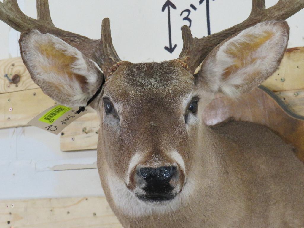 9Pt Whitetail Sh Mt on Plaque TAXIDERMY