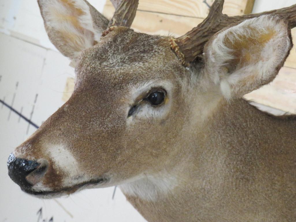 9Pt Whitetail Sh Mt on Plaque TAXIDERMY