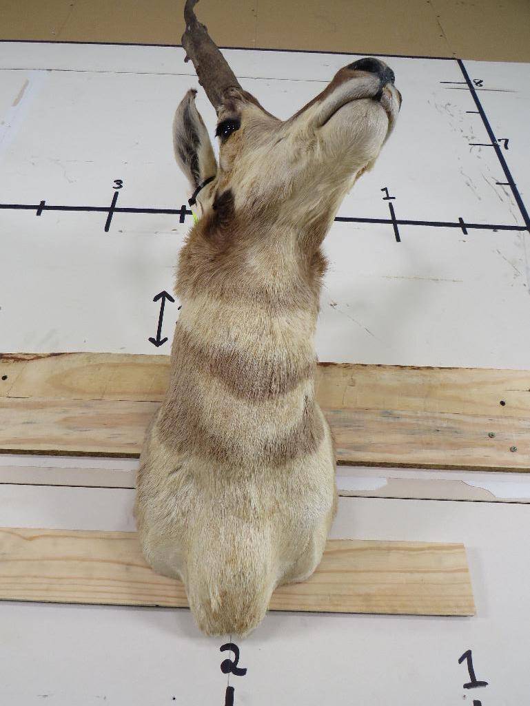 Pronghorn Sh Mt TAXIDERMY