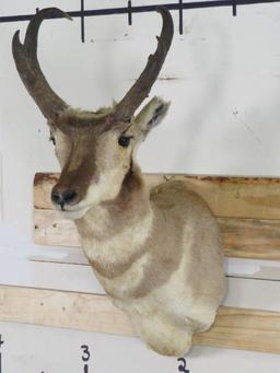 Pronghorn Sh Mt TAXIDERMY