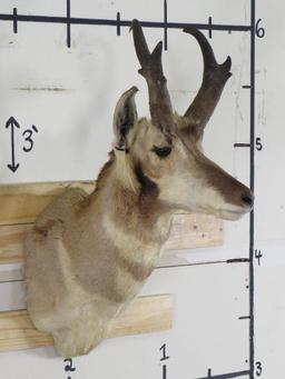 Pronghorn Sh Mt TAXIDERMY