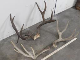 Mule Deer Rack w/24"Spread & Drop Tine & Matching Mule Sheds (ONE$) TAXIDERMY