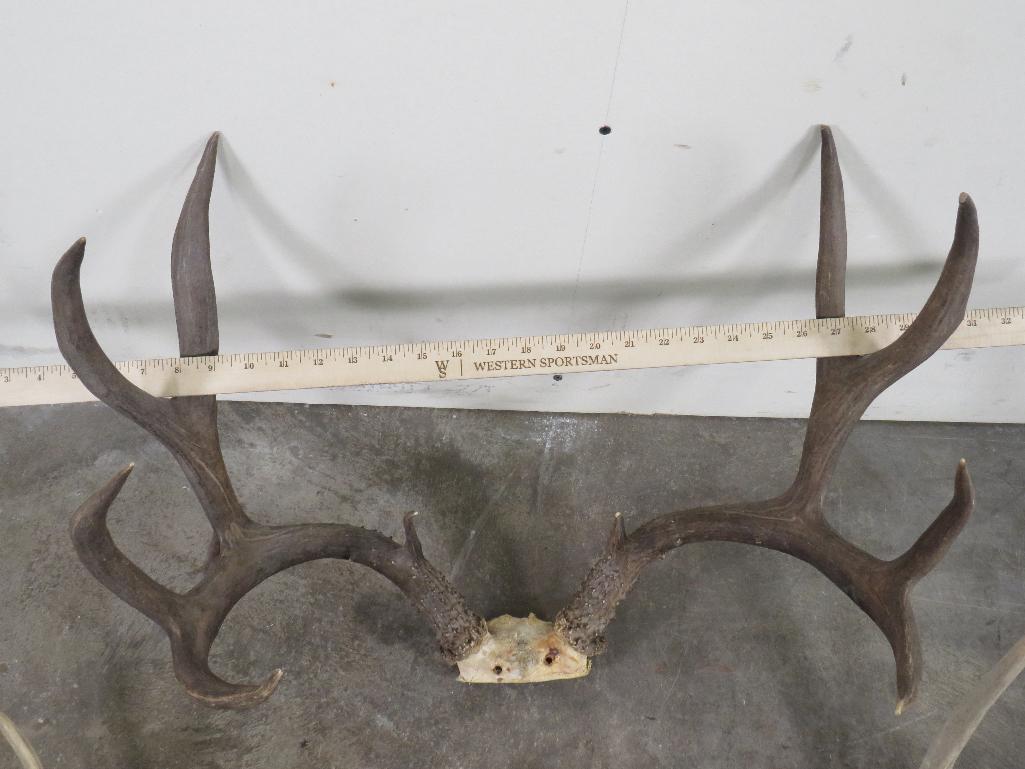 Mule Deer Rack w/24"Spread & Drop Tine & Matching Mule Sheds (ONE$) TAXIDERMY